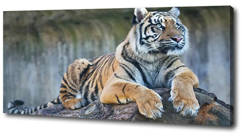 Tablouri tipărite pe pânză Tigru