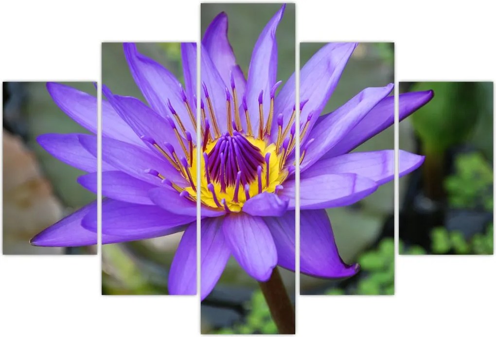 Tablou - Floare violet (150x105 cm)