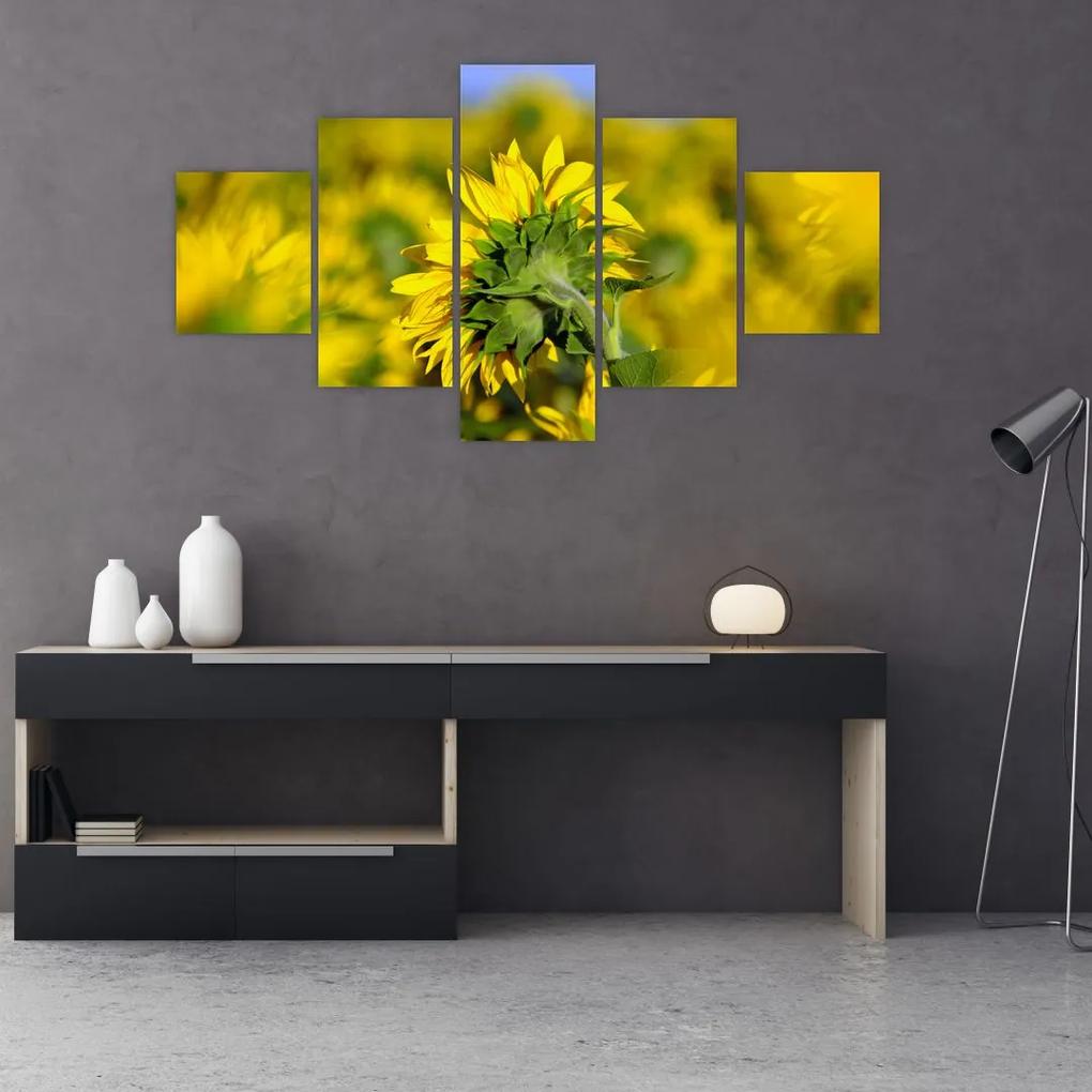 Tablou cu floarea soarelui (125x70 cm), în 40 de alte dimensiuni noi