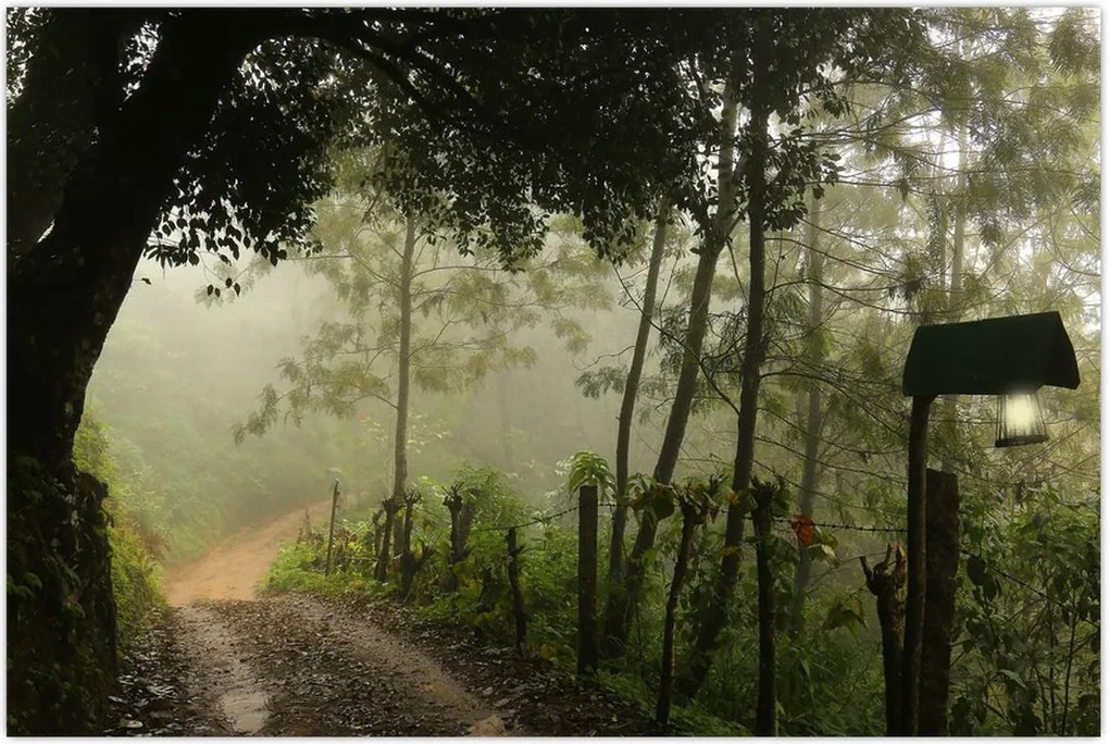 Tablou cu ceața de dimineața (90x60 cm)
