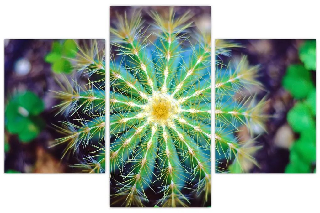 Tablou cu cactus (90x60 cm)