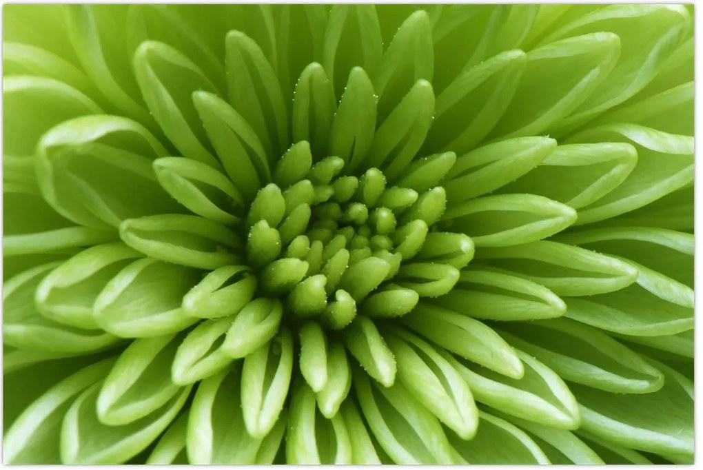 Tablou - Imagine macro a unei plante (90x60 cm)