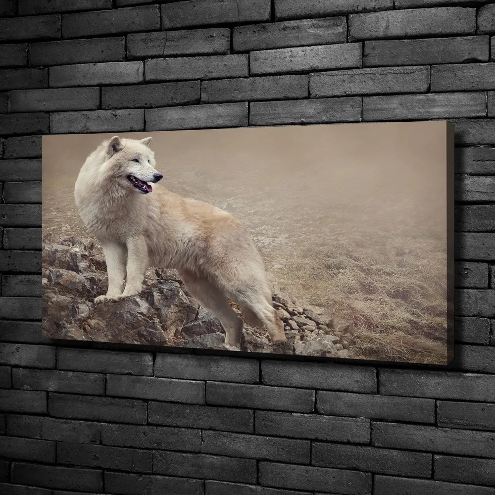 Tablou canvas Lup alb pe stâncă