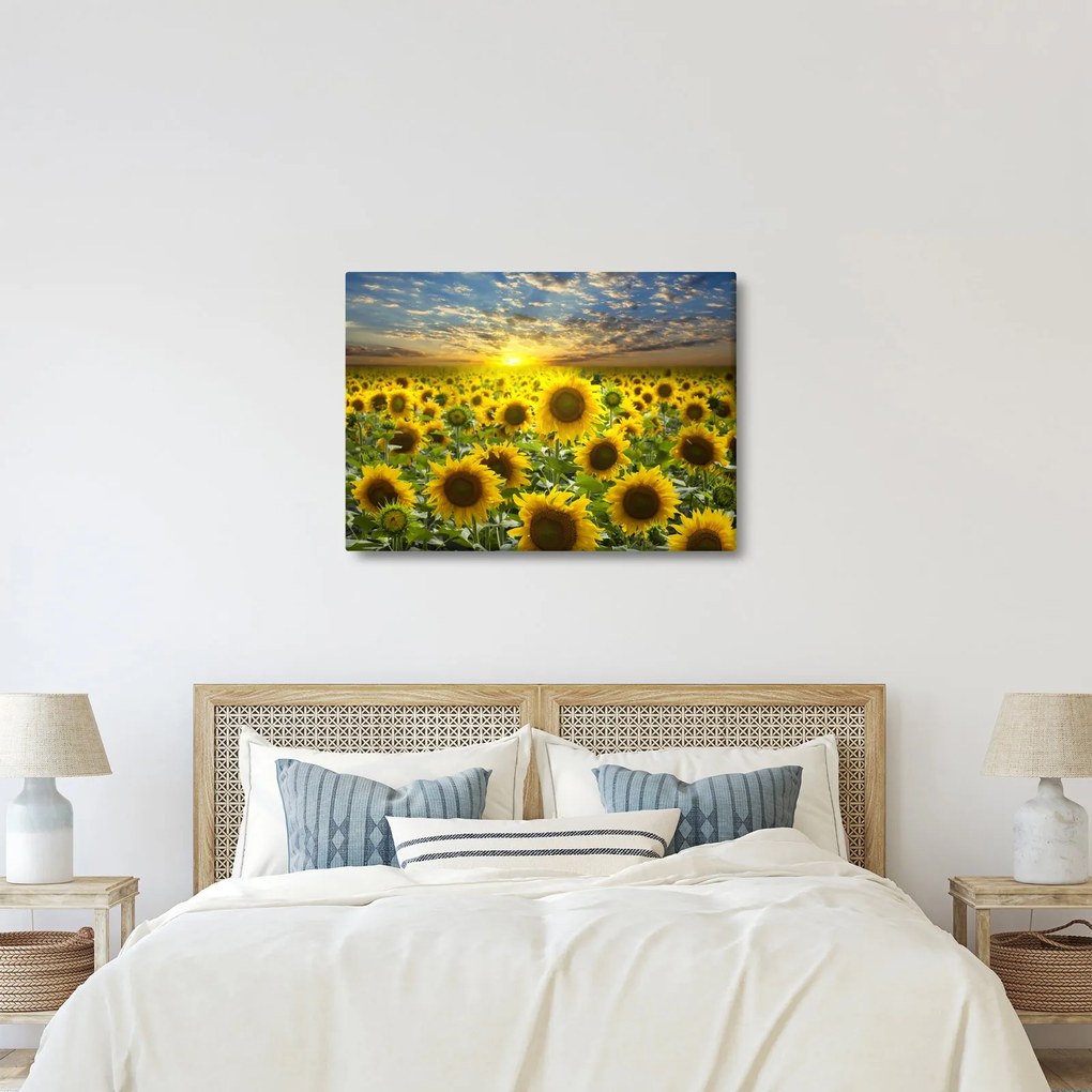 Tablou - Floarea-soarelui la apus de soare (70x50 cm)