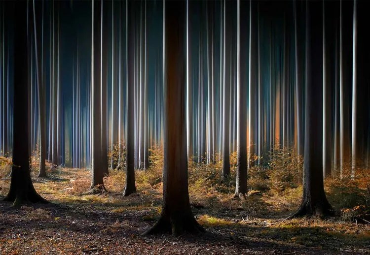 Mystic Wood Fototapet, (368 x 254 cm)