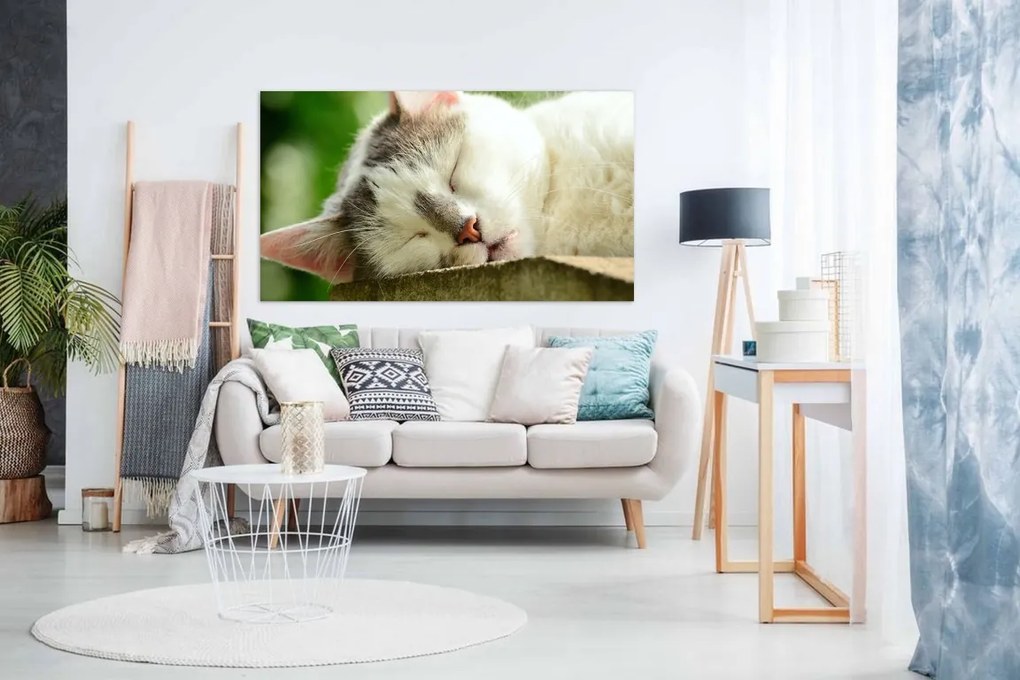 Tablou canvas pisica dormind - 70x50cm