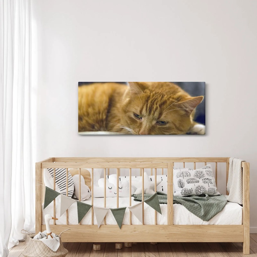 Tablou cu pisica (120x50 cm)