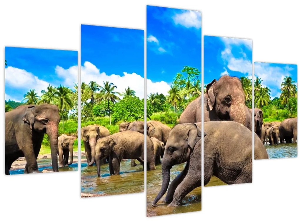 Tablou - Elefanți, Sri Lanka (150x105 cm)