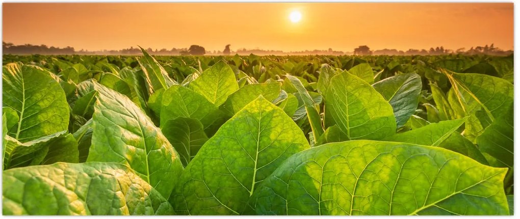 Tablou - Câmp (120x50 cm)