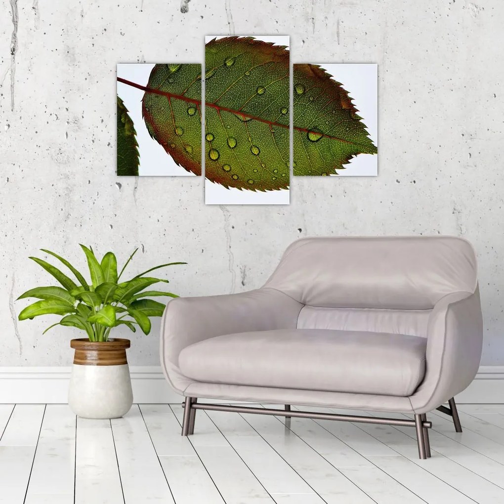 Tablou - Frunze de trandafir (90x60 cm)