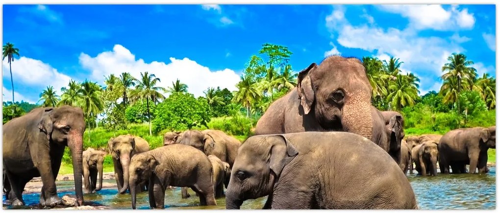 Tablou - Elefanți, Sri Lanka (120x50 cm)