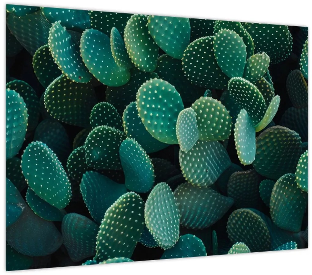 Tablou - Opuntia (70x50 cm)