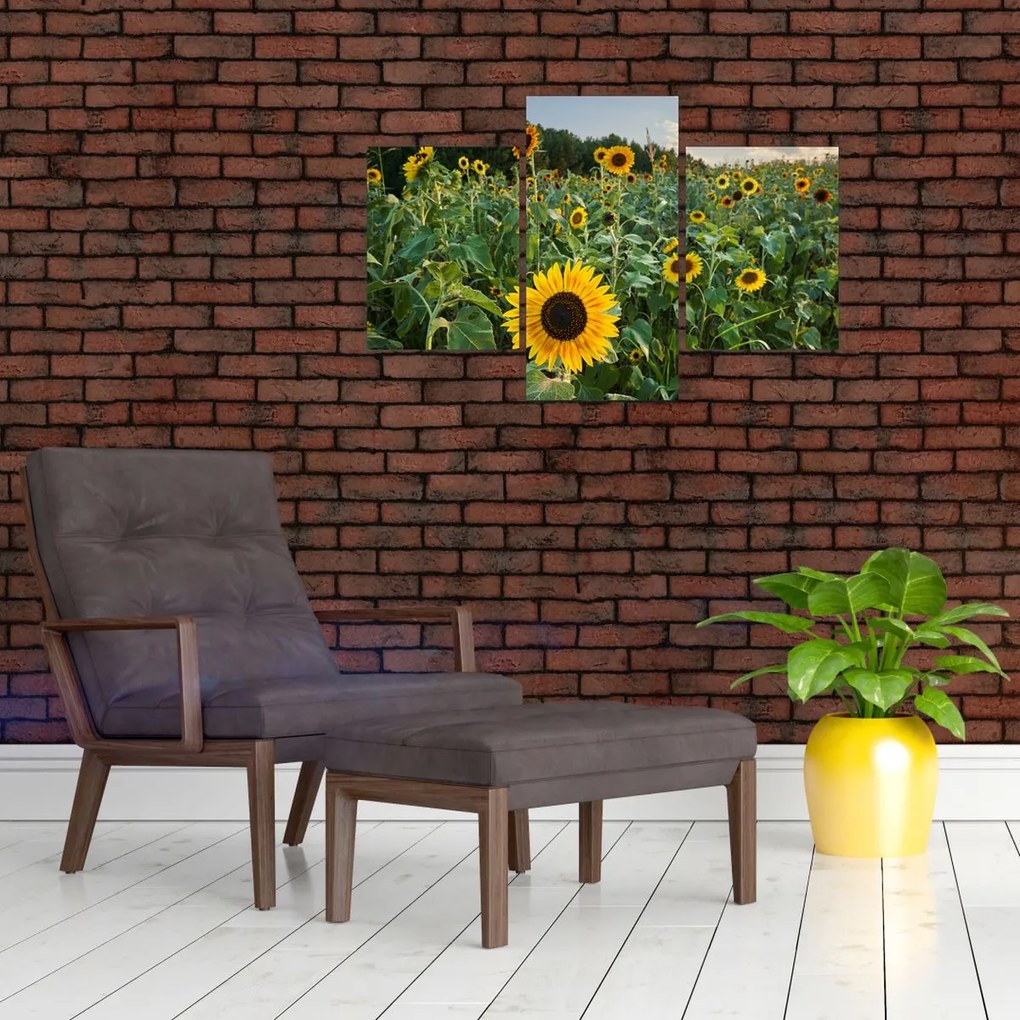 Tablou - Câmpul de floarea-soarelui II. (90x60 cm)