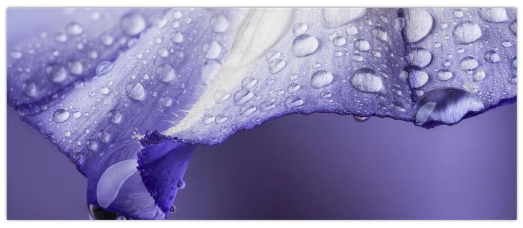 Tablou - Petală cu picături (120x50 cm)
