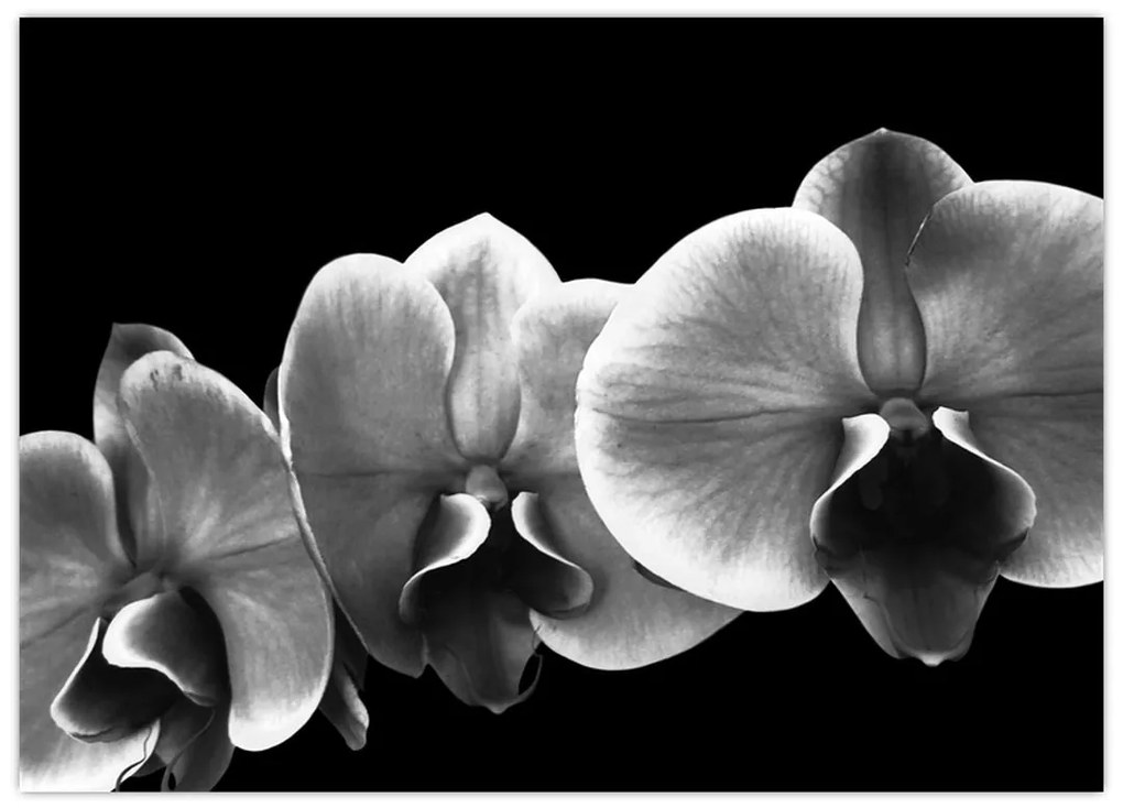Tablou pe sticlă floare de orhidee (70x50 cm)