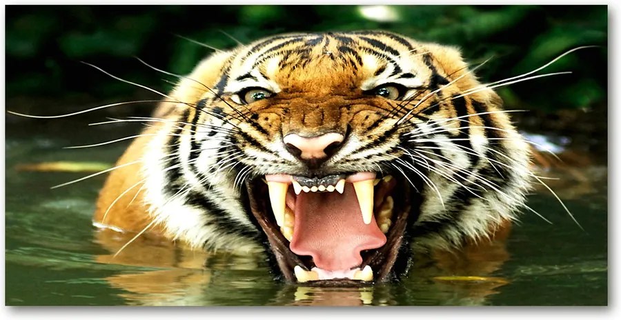 Fotografie imprimată pe sticlă Hohotitor tigru