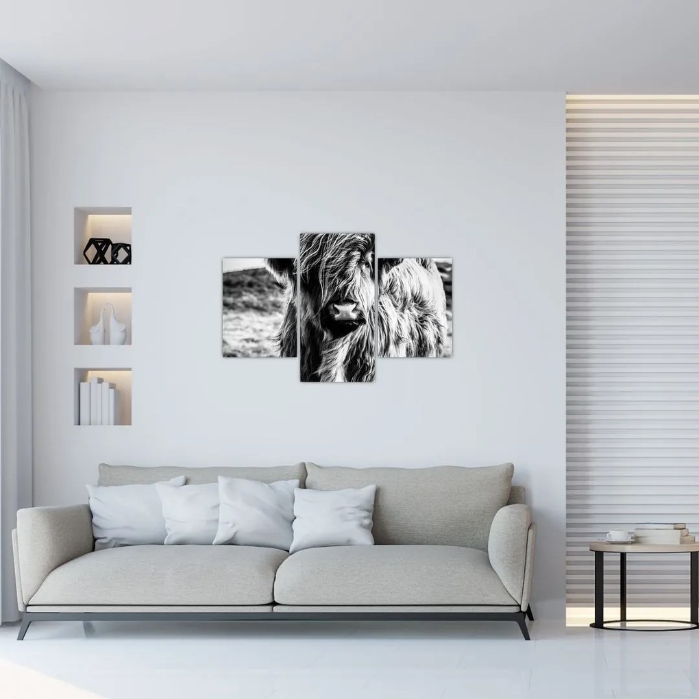 Tablou - Highland - vacă scoțiană (90x60 cm)