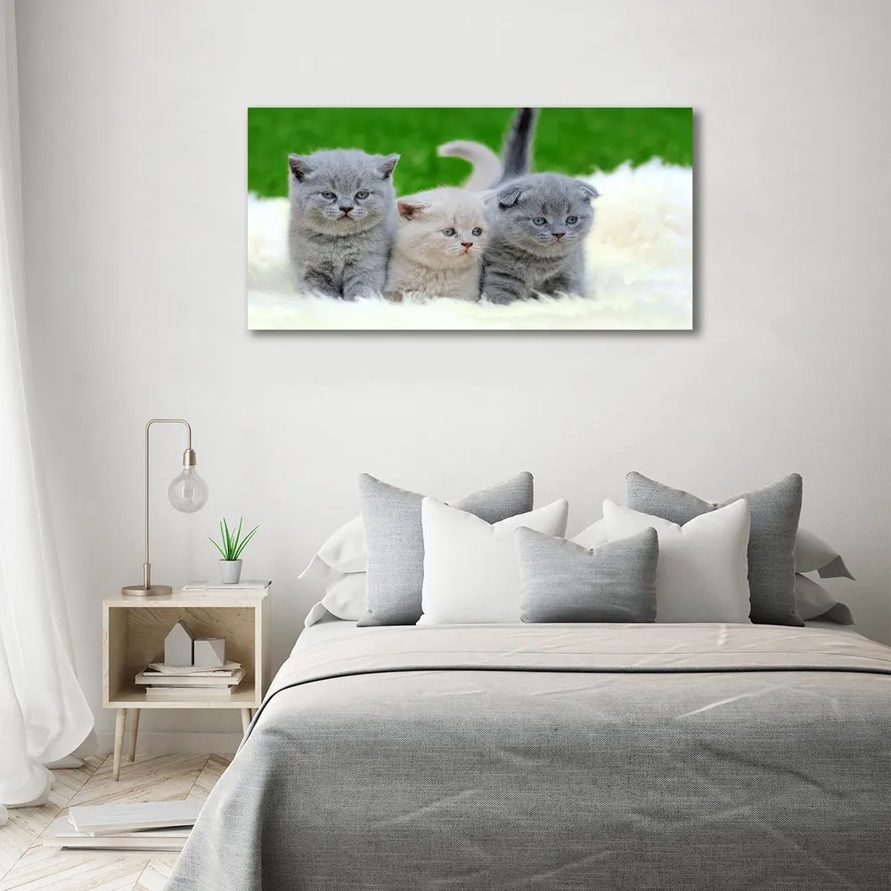 Tablou pe pânză canvas Trei pisici pe o pătură