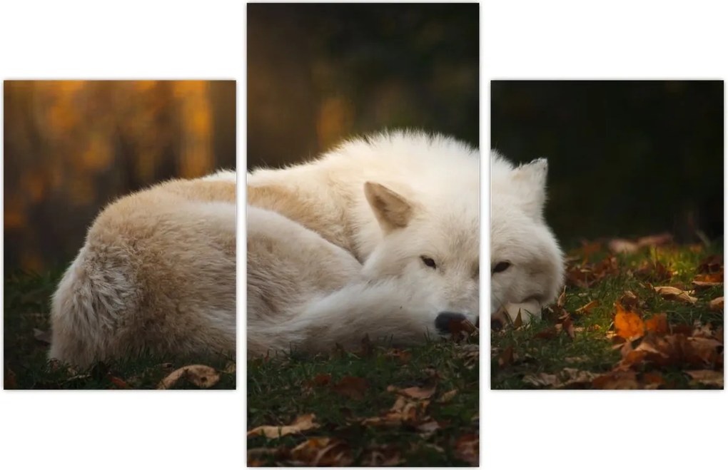 Tablou - Lupul care se odihnește (90x60 cm)