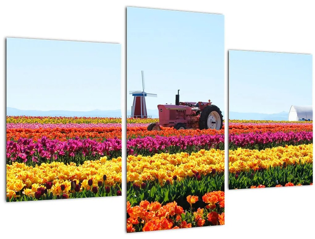 Tablou cu farma de lalele (90x60 cm)