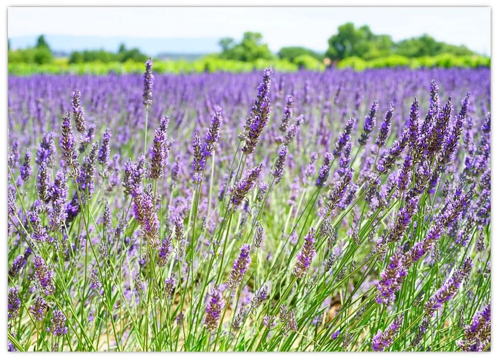 Tablou pe sticlă - Lavandă în câmp (70x50 cm)