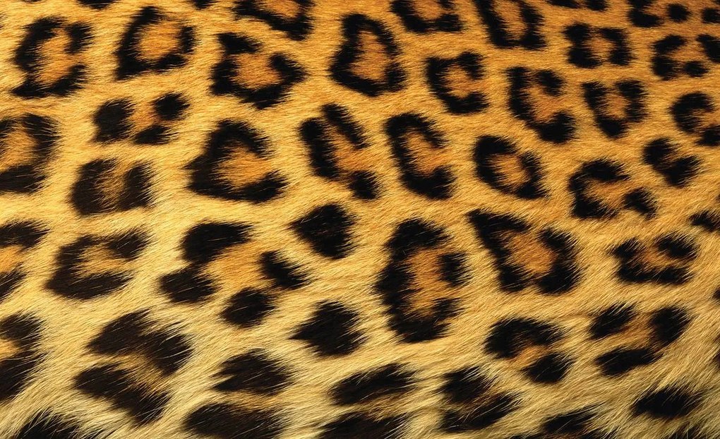 Fototapet - Fibre de păr de leopard (254x184 cm), în 8 de alte dimensiuni noi