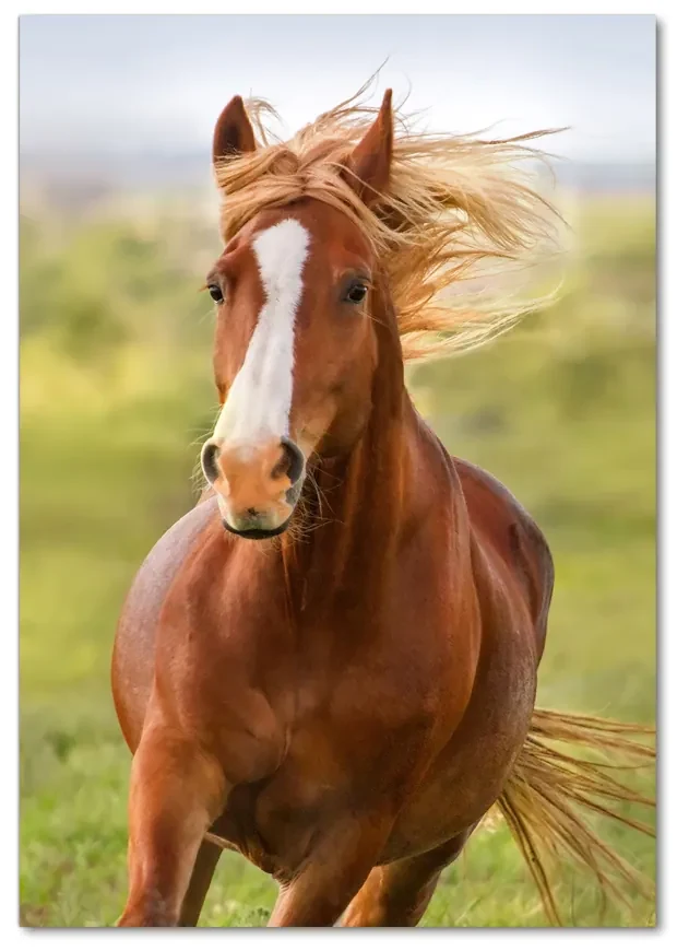 Imagine de sticlă Un cal în galop