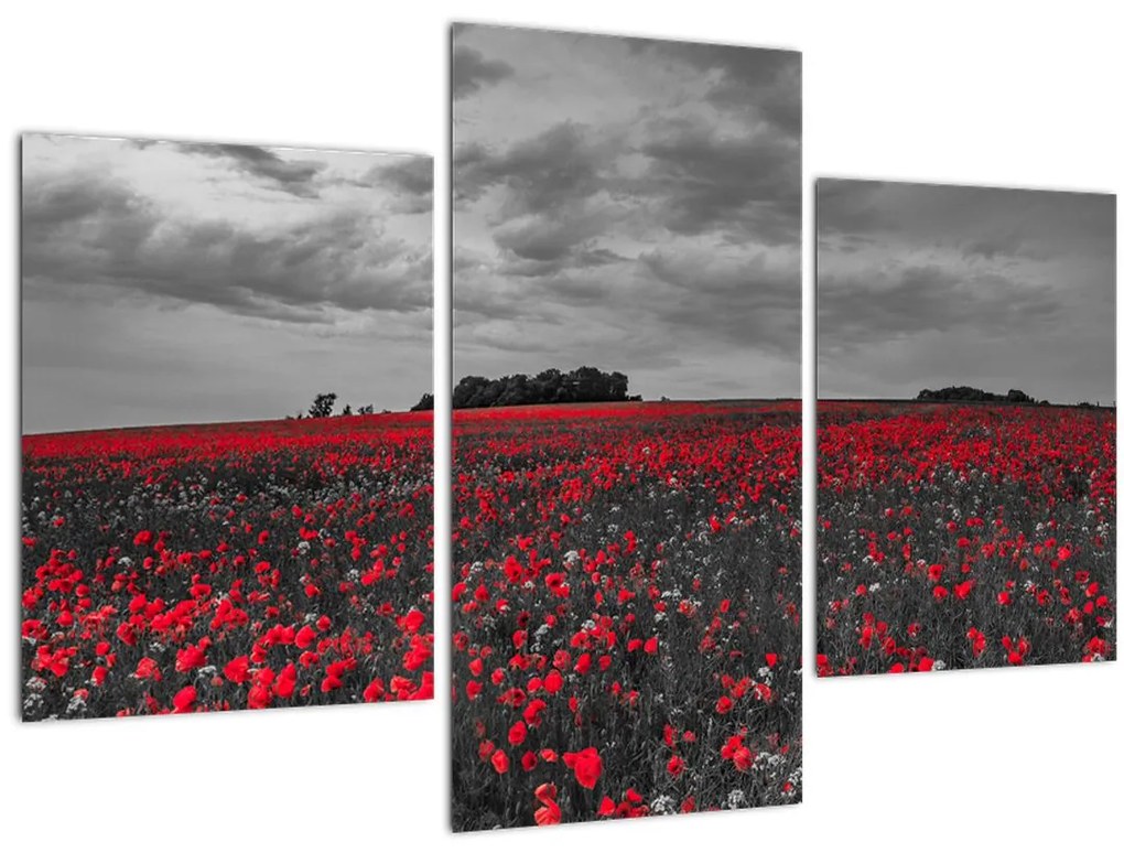 Tablou cu maci (90x60 cm)