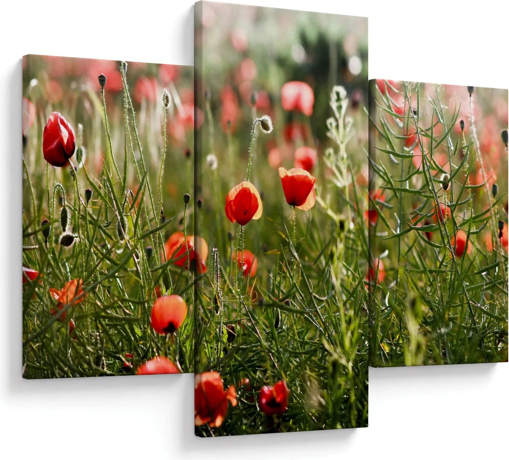 Tablou cu maci (90x60 cm)