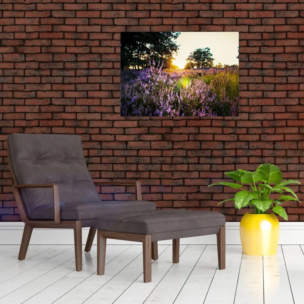 Tablou pe sticlă - Câmp cu lavandă (70x50 cm)