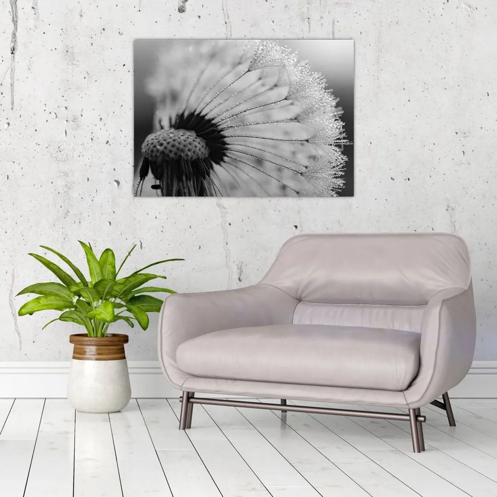 Tablou cu păpădie - albnegru (70x50 cm)