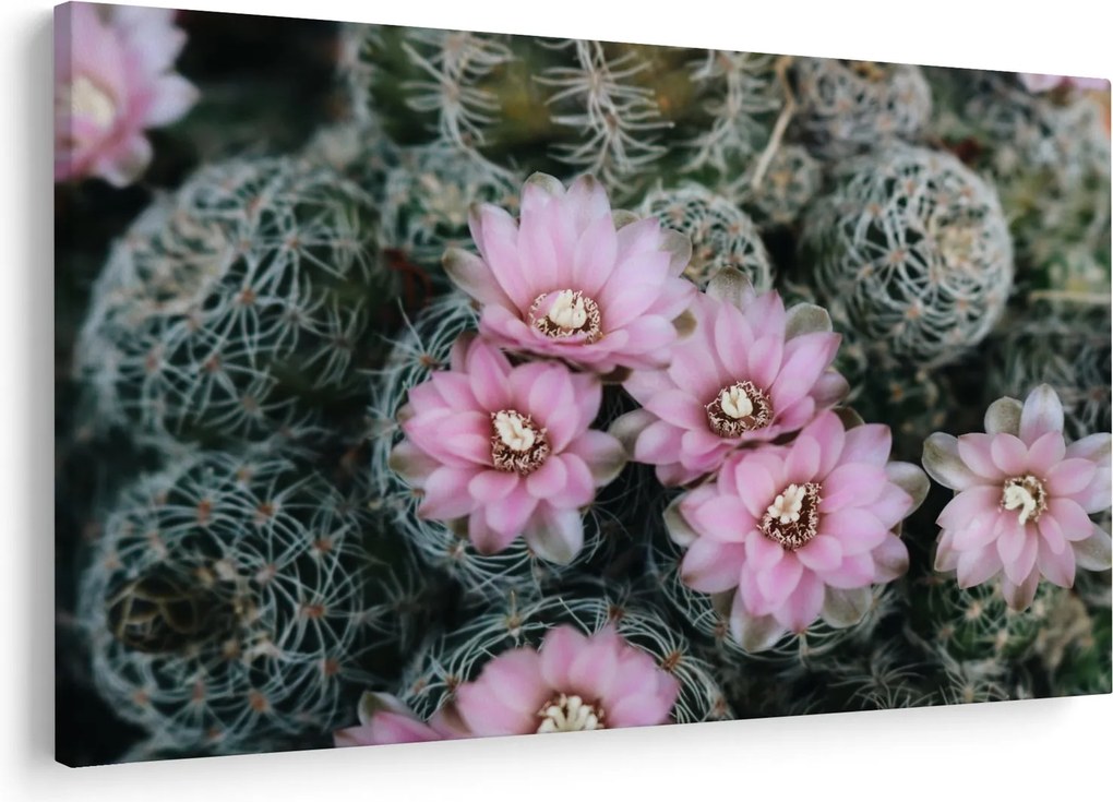 Tablou floare de cactus (90x60 cm)