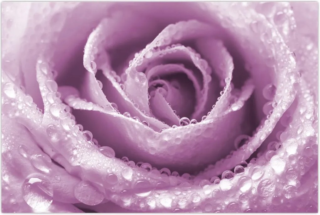 Tablou detaliu de floare de trandafir (90x60 cm)