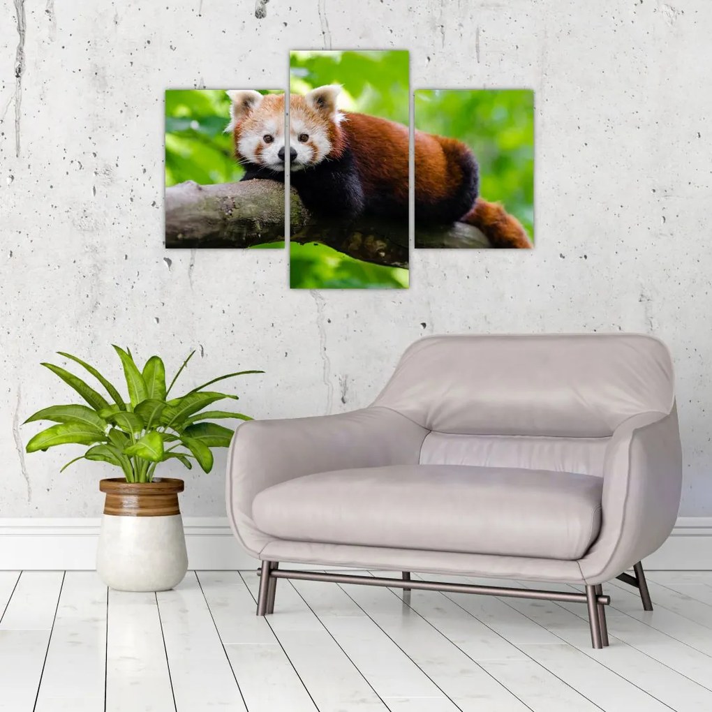 Tablou cu panda roșie (90x60 cm)