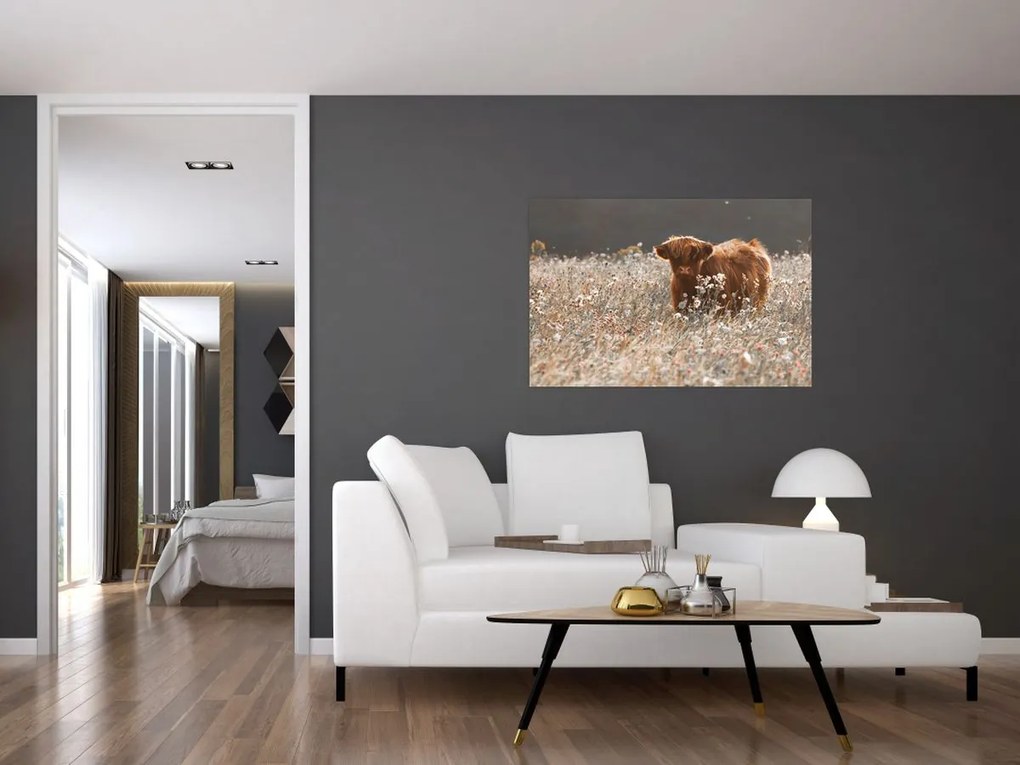 Tablou - Vacă scoțiană (90x60 cm)