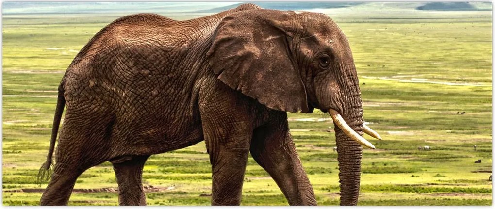 Tablou - Elefantul (120x50 cm)