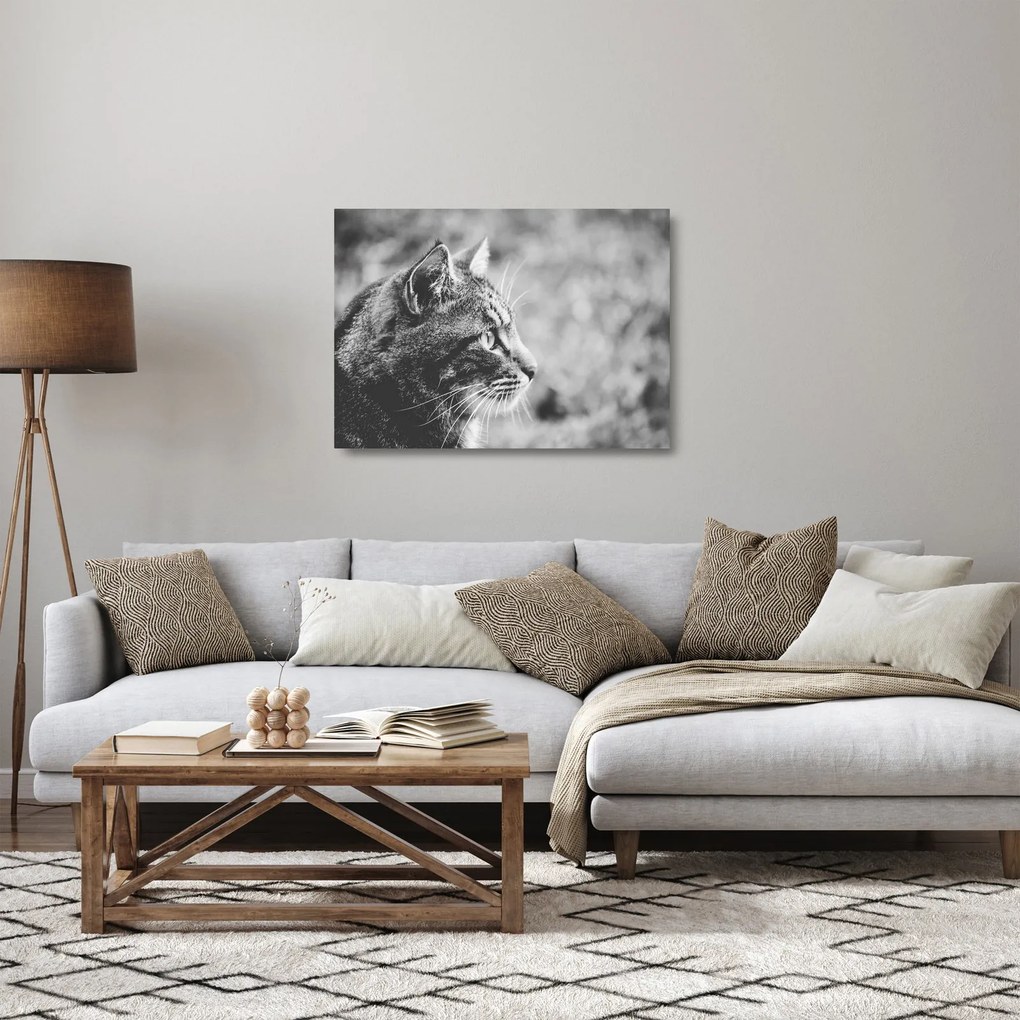 Tablou pe sticlă - Pisica (70x50 cm)