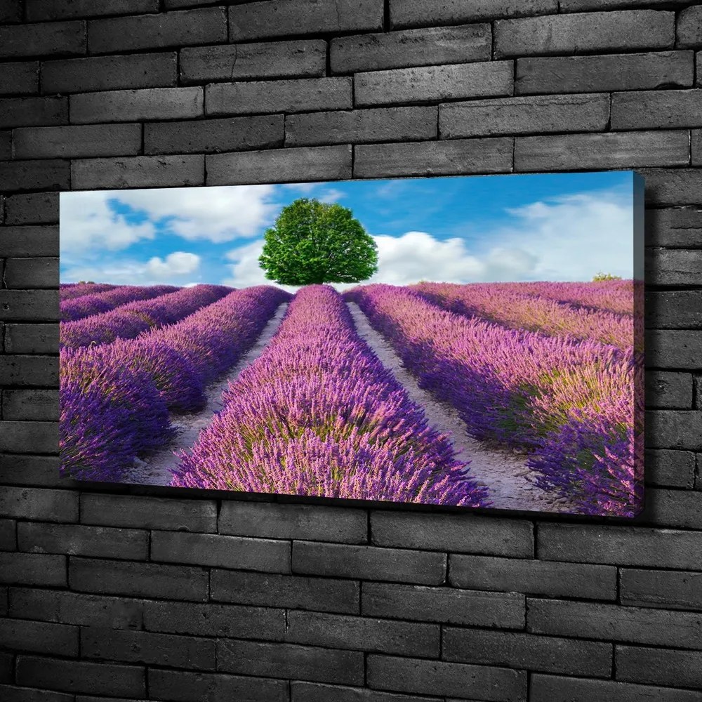 Imprimare tablou canvas Câmp de lavandă