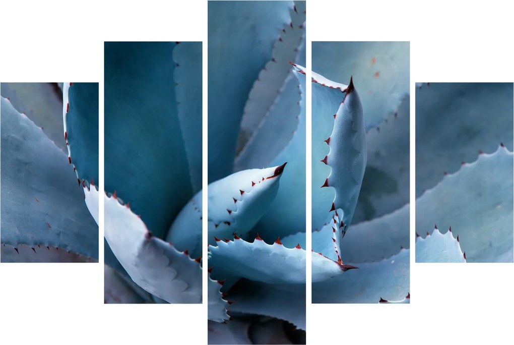 Tablou - Agave (150x105 cm)