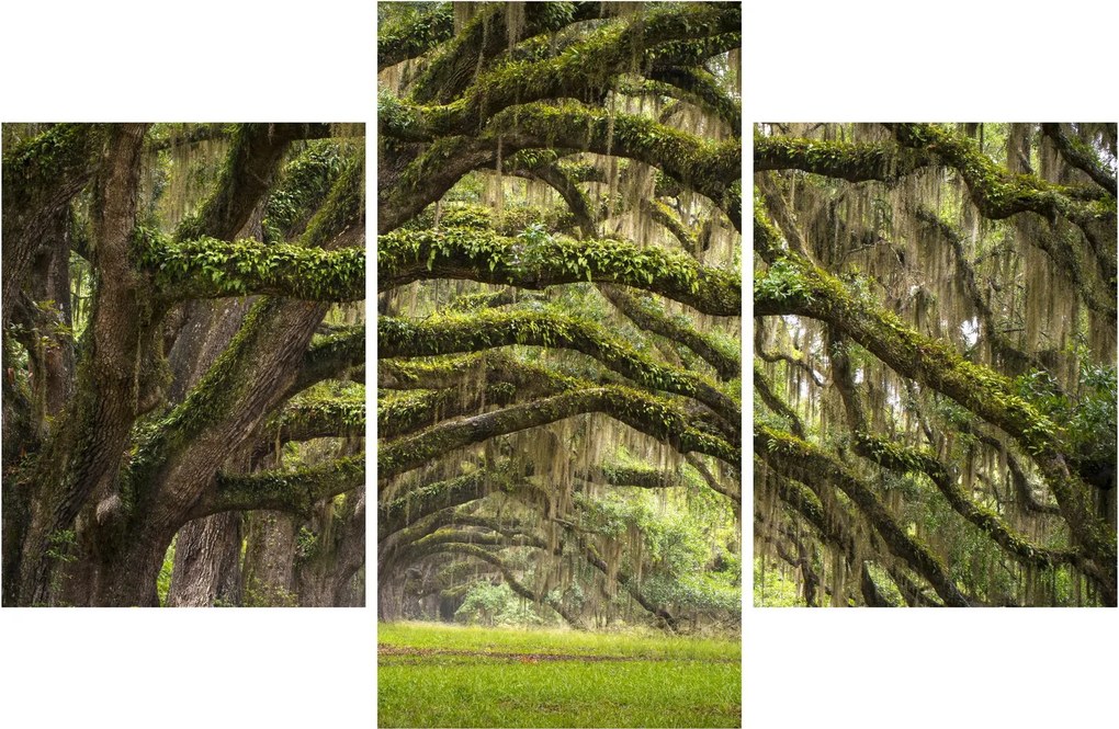 Tablou - Oaks Avenue, Charleston, Carolina de Sud, SUA (90x60 cm)