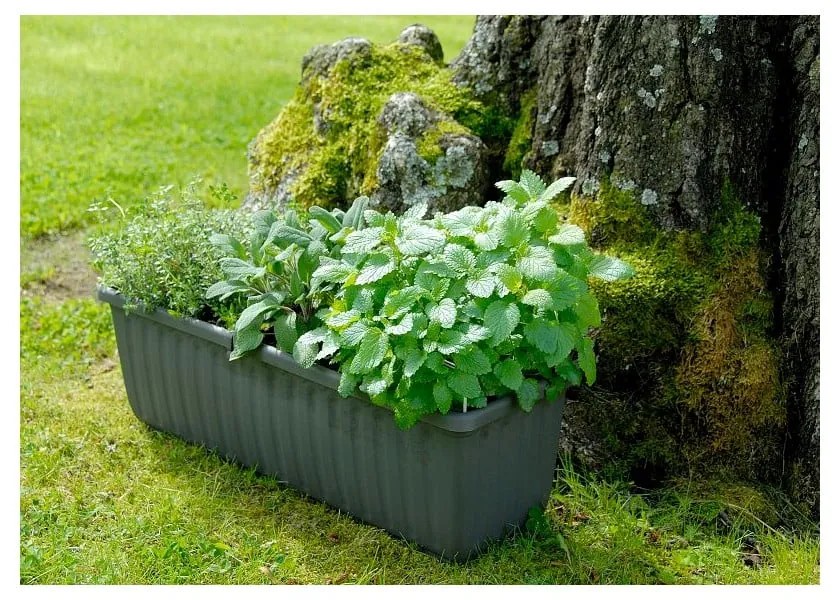 Ghiveci cu auto-udare Plastia Siesta, lungime 80 cm, gri antracit