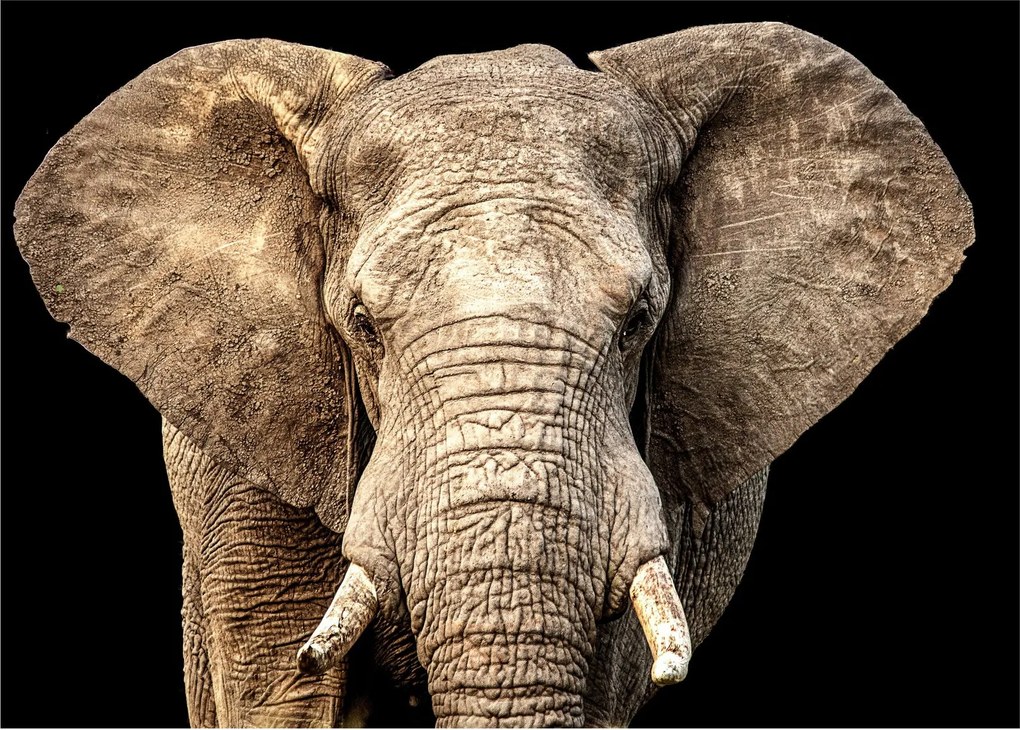 Tablou pe sticlă - Elefant african (70x50 cm)