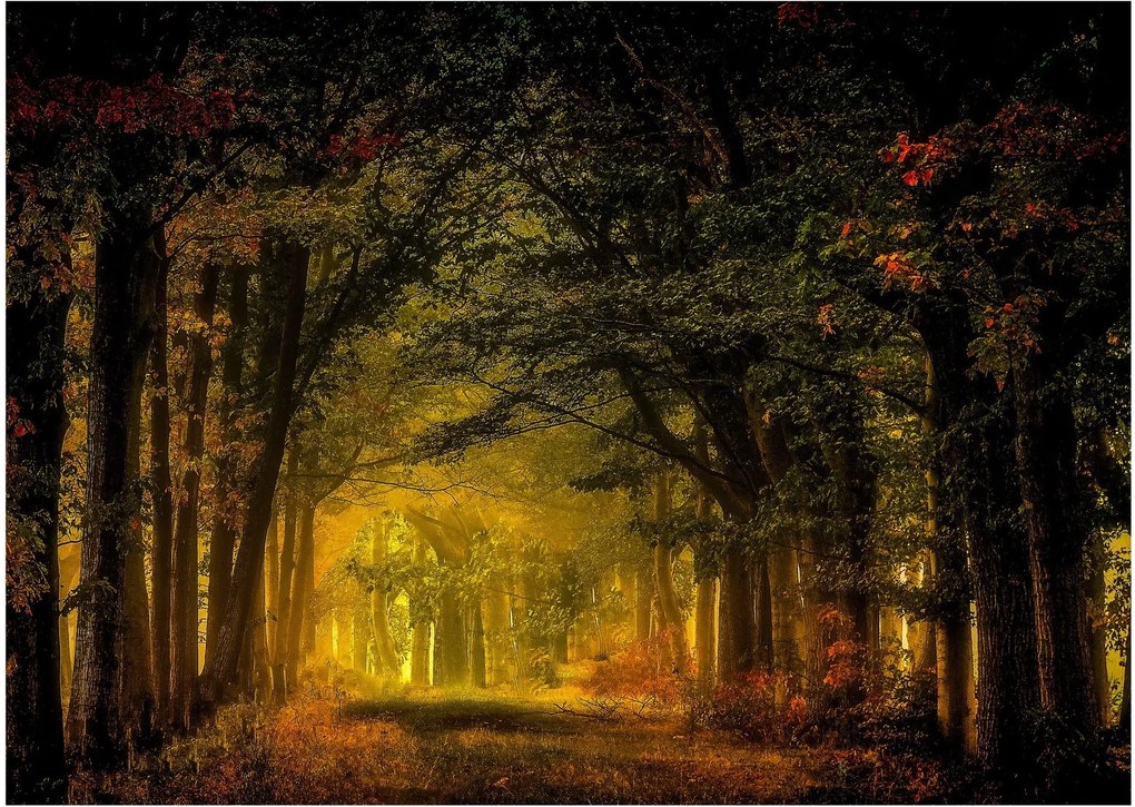 Tablou pe sticlă cu pădure (70x50 cm)