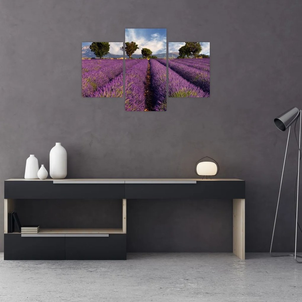 Tablou - câmp de lavandă și munți (90x60 cm)