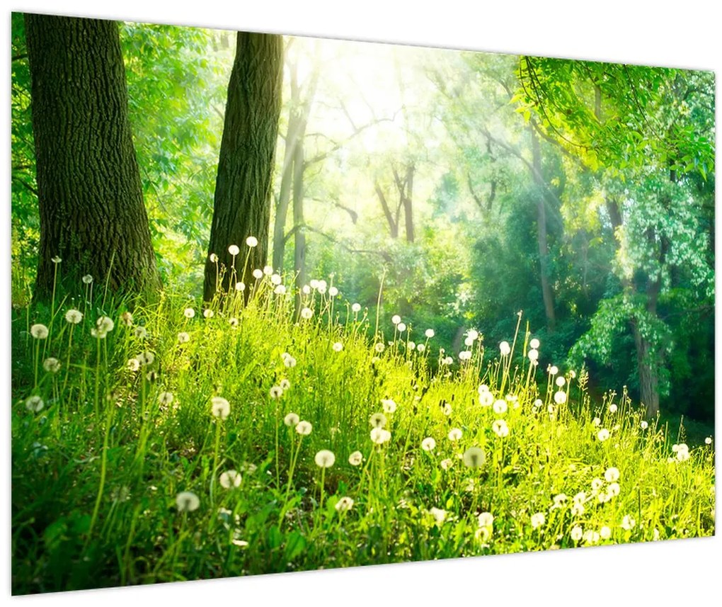 Tablou - Pajiște magică plină de păpădii (90x60 cm)