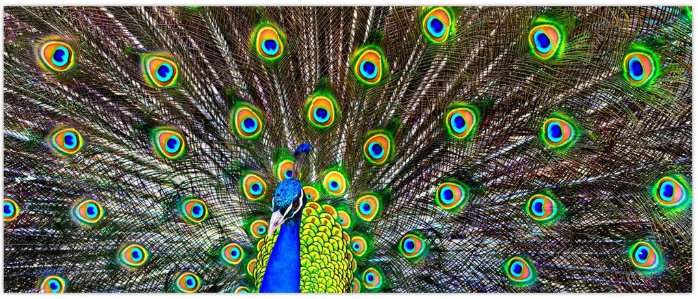 Tablou - Păun (120x50 cm)