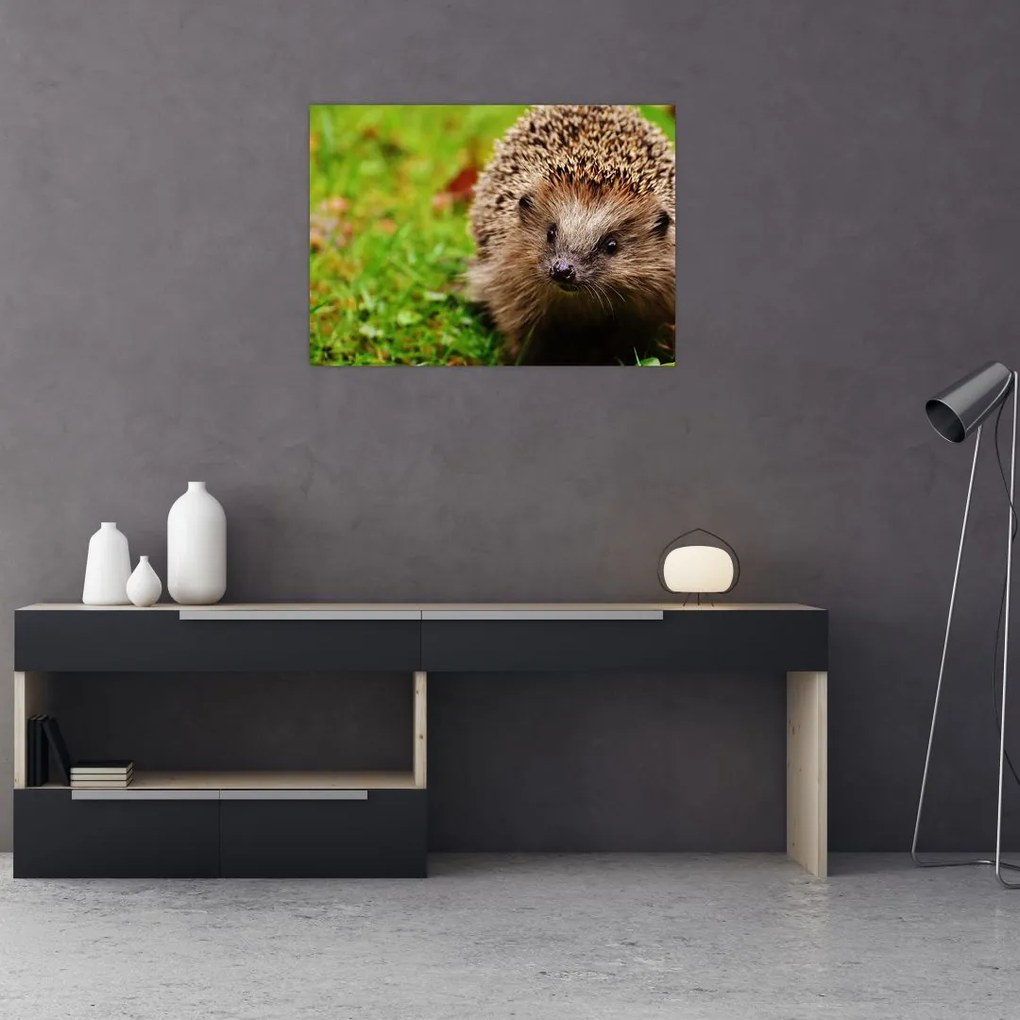 Tablou pe sticlă cu arici (70x50 cm)