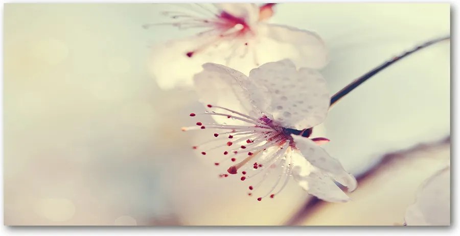 Imagine de sticlă Floare de cires