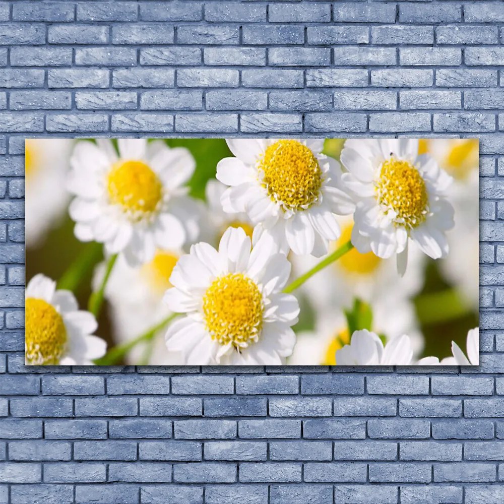 Tablou pe panza canvas Daisy Floral Galben Alb