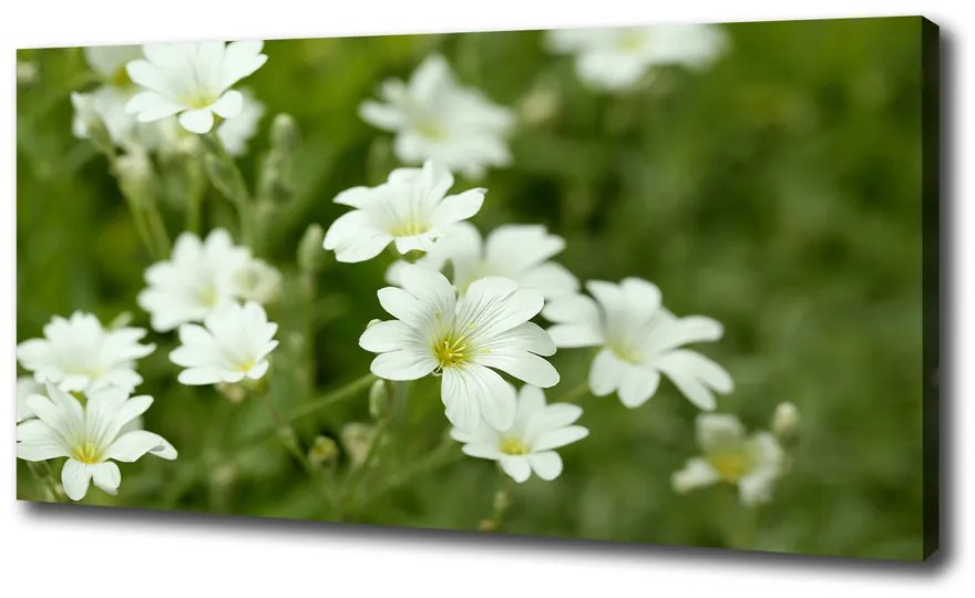 Print pe canvas Flori de primăvară
